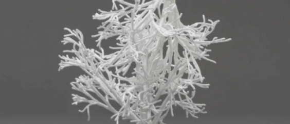 תמונת השבוע1