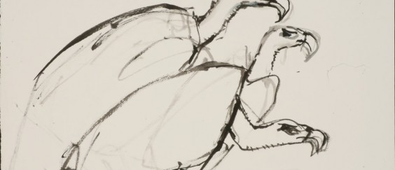 רות שלוס - עופות דורסים 2